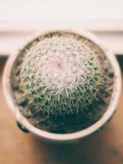 My Amazing Female Te