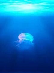 The Rebirth of a Phy