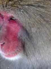 lt;Nineth Uncle, you