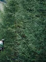 The Ugly Womanapos;s