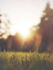 Transmigration: Feel