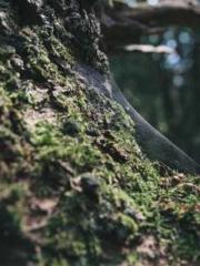 The generalapos;s yo