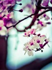 Eternal Sword Ancest