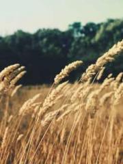 Super husband Lin Xi