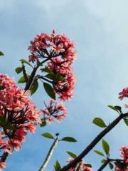 The Legend of the Dr