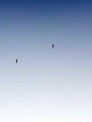 Cultivating My Empre