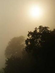 The Imperial Concubi