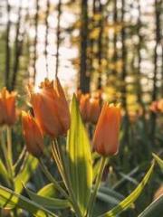 Morning sickness aft