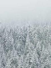 The Ugly Womanapos;s