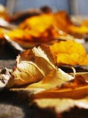 The Heavenly Eye Gho