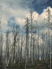 The Undefeated Son-i