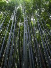 The Ugly Womanapos;s